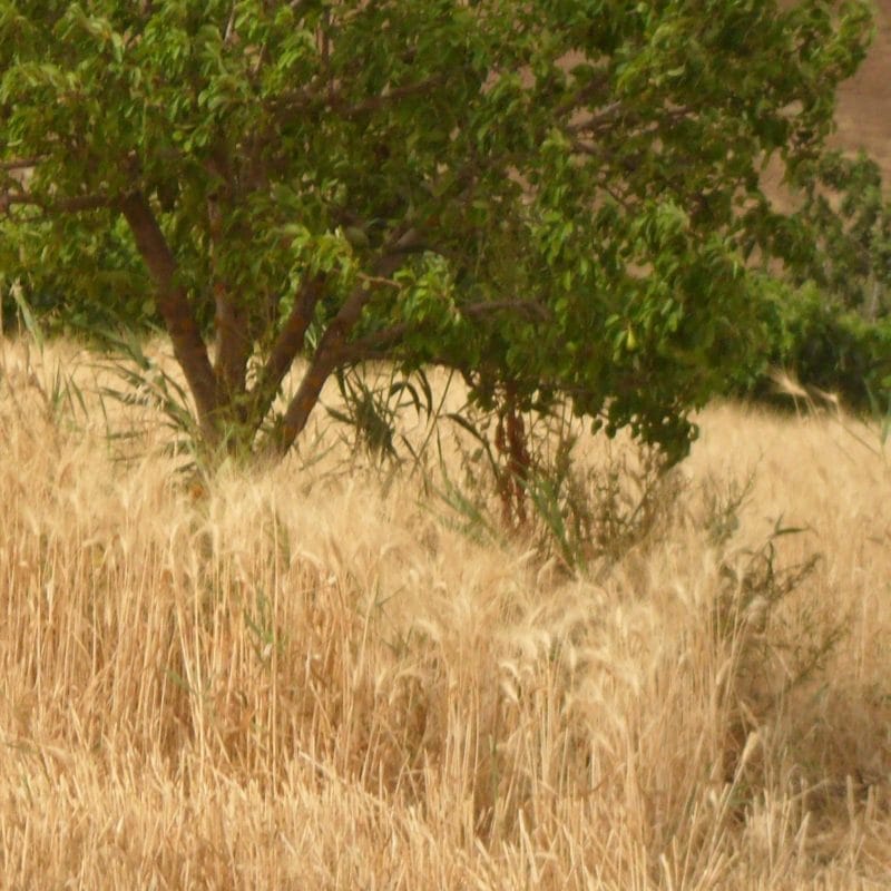 grano duro